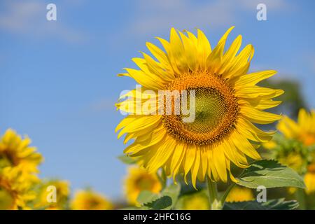 Beau grand tournesol dans le jardin, lop buri, Thaïlande. Concept de fleurs Banque D'Images