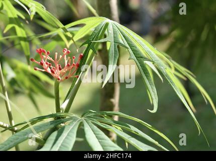 Vert frais exotique Jatropha Multifida, plante de corail, noix de Physe ou Coralbush avec groupe de fleurs rouges sur l'arbre. Banque D'Images
