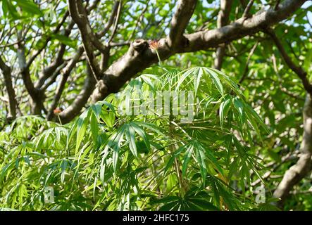 Vert frais exotique Jatropha Multifida, plante de corail, noix de Physe ou Coralbush avec groupe de fleurs rouges sur l'arbre. Banque D'Images
