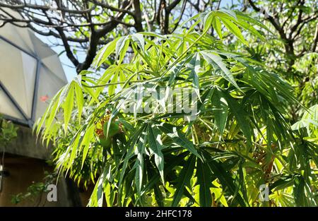 Vert frais exotique Jatropha Multifida, plante de corail, noix de Physe ou Coralbush avec groupe de fleurs rouges sur l'arbre. Banque D'Images