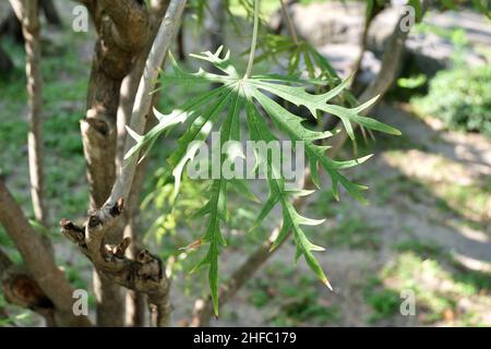 Feuilles exotiques de Jatropha Multifida, de Coral Plant, de Physic Nut ou de Coralbush. Banque D'Images