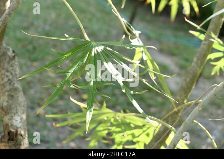 Feuilles exotiques de Jatropha Multifida, de Coral Plant, de Physic Nut ou de Coralbush. Banque D'Images