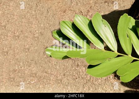 Concept écologique, arbre vert et plante de Zamia furfuracea, carton de palmier jamaïcain sago ou Cycad mexicain pour la décoration de jardin. Banque D'Images