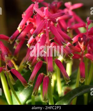 Cape Cowslip George en gros plan. Banque D'Images