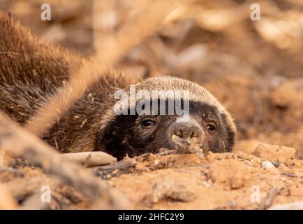 Badger de miel de sommeil dans le Kgalagadi Banque D'Images