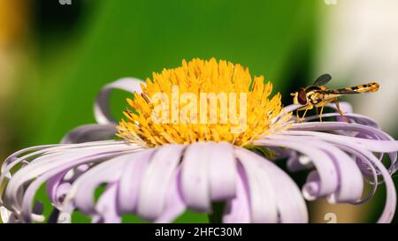 Photographie macro détaillée avec survol.L'aéroglisseur se trouve sur une fleur de pâquerette violette et se nourrit de pollen.Gros plan d'un insecte qui pollinise une fleur Banque D'Images