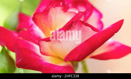 Rose Double Delight avec photographie macro pétales bicolores.L'inflorescence du thé hybride s'est élevée en gros plan avec l'espace de copie.Modèle de conception pour Happy Mother Banque D'Images