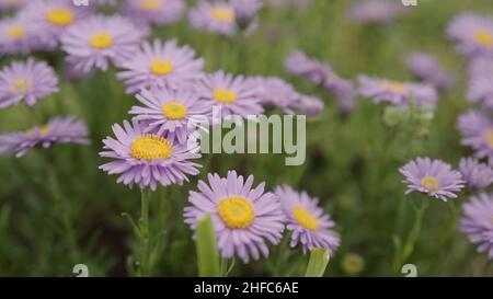 fleurs alpines violettes gros plan, photo large Banque D'Images