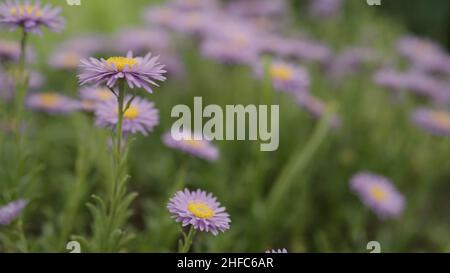 fleurs alpines violettes gros plan, photo large Banque D'Images