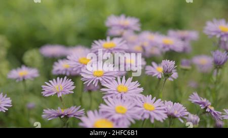 fleurs alpines violettes gros plan, photo large Banque D'Images