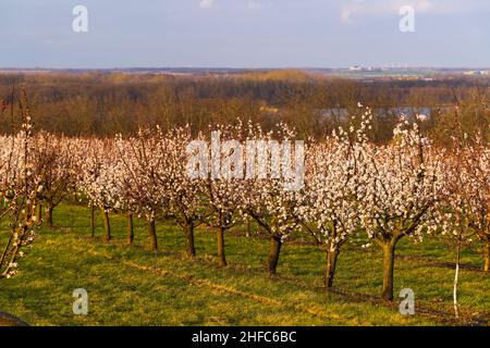 Verger d'abricots en fleurs près de Slup, Moravie du Sud, République tchèque Banque D'Images