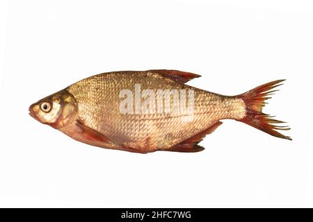 poisson de bream isolé sur blanc Banque D'Images