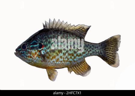 Perchaude isolée sur blanc.Poissons d'eau douce. Banque D'Images