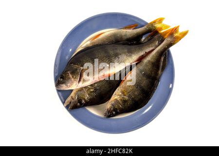 Poissons d'eau douce.Perchoir de rivière dans une plaque isolée sur blanc. Banque D'Images