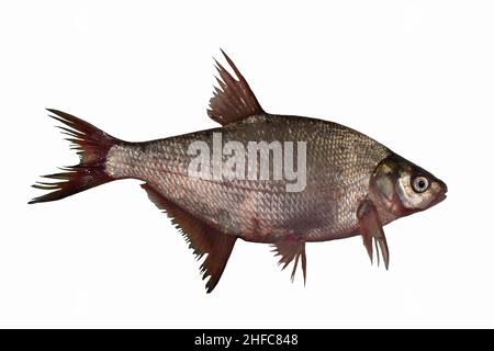 poisson de bream isolé sur blanc Banque D'Images