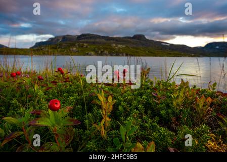 Les fruits de Lingonberrry et de Crowberry se trouvent près du lac Stavatn Banque D'Images