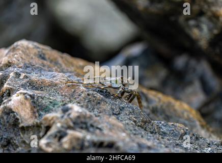 Lorsque les vagues se retrancher, les crabes de mer sortent à Aruba Banque D'Images