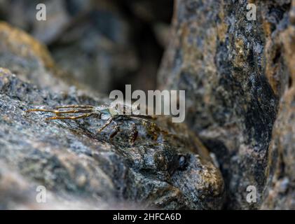 Crabe de mer sur une roche humide pendant que la marée s'écoule à Aruba Banque D'Images