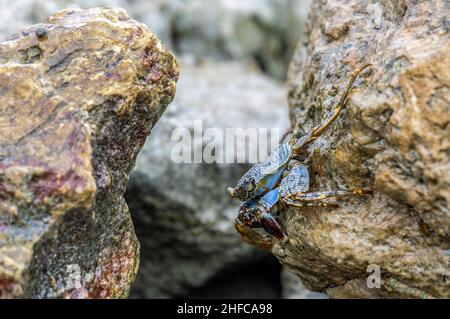 Crabe bleu de mer tenant sur le côté d'un rocher à Aruba Banque D'Images