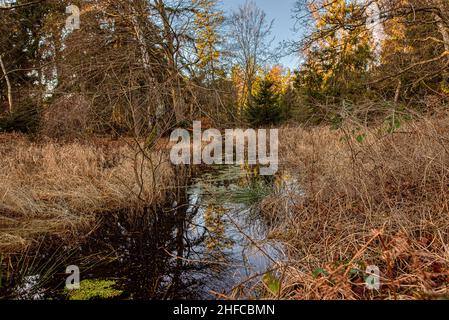 Un cours d'eau qui continue de traverser des roseaux et des épaississants dans le désert, Zélande, Danemark, 15 janvier 2022 Banque D'Images