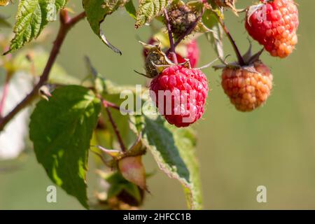 Framboises sur une tige.Arrière-plan flou. Banque D'Images