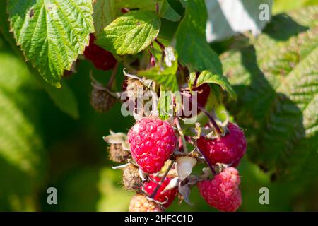 Framboises sur une tige.Arrière-plan flou. Banque D'Images