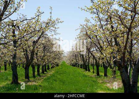 KEWADIN, MICHIGAN, ÉTATS-UNIS - 16 MAI 2018 : champs de cerisiers à fleurs blanches au printemps pendant la floraison des cerisiers dans le nord du Michigan Banque D'Images