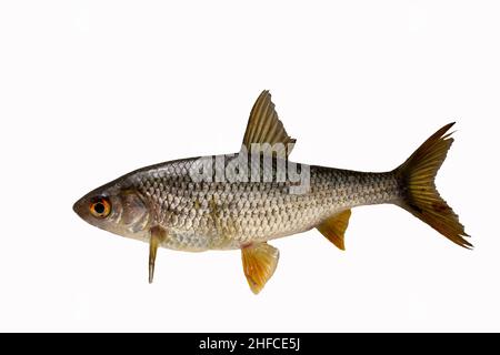 Naseux commun de poissons - isolé sur fond blanc. Banque D'Images