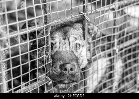 Photo en noir et blanc.Un sans-abri placé dans un abri pour animaux vous regarde avec des yeux tristes en gros plan.Un animal solitaire, un meilleur ami dévoué. Banque D'Images