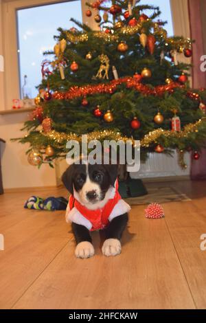 Labrador Puppy explore curieusement la salle de séjour à Noël et son estomac se raye Banque D'Images