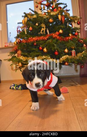 Labrador Puppy explore curieusement la salle de séjour à Noël et son estomac se raye Banque D'Images