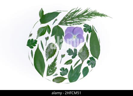 Floral, botanique, esthétique printanière ou concept de Saint-Valentin.Feuilles vertes décorées de fleur d'hortensia pourpre dans une composition de cercle isolée sur blanc.Image de haute qualité Banque D'Images