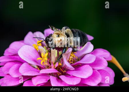 Abeille charpentier de l'est malade infectée par le virus de l'aile déformée.Conservation des insectes et de la faune, préservation de l'habitat, concept de jardin de fleurs d'arrière-cour Banque D'Images