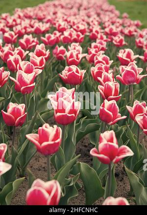 Hollande au printemps. Un été fantastique. Champ coloré de tulipes, pays-Bas. Champs bulbes au printemps. Harmonie dans la méditation. La nature est anti Banque D'Images