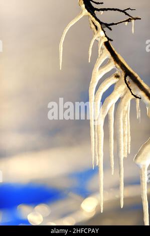 Glaces suspendues à la branche Banque D'Images