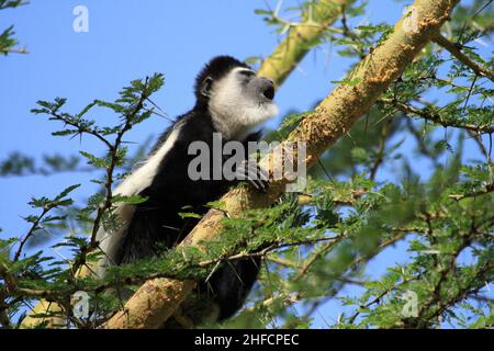 Black Colobus Monkey , Kenya , Crater Lake Banque D'Images