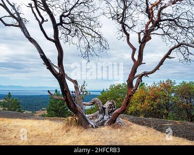 WA21135-00...WASHINGTON - Madrone du Vieux Pacifique près du sommet de Young Hill, qui fait partie du parc historique national de l'île San Juan. Banque D'Images