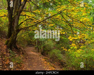 WA21136...WASHINGTON - Big Leaf Maples arbore les couleurs d'automne à la mi-août le long de la piste de Young Hill Trail dans le parc national historique de l'île San Juan. Banque D'Images