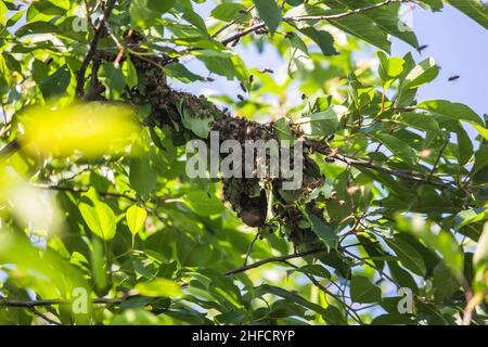 essaim d'abeilles sur une branche d'arbre.Un petit essaim d'abeille sur une branche de cerise dans le jardin près de l'apiaire. Banque D'Images