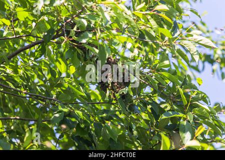 essaim d'abeilles sur une branche d'arbre.Un petit essaim d'abeille sur une branche de cerise dans le jardin près de l'apiaire. Banque D'Images