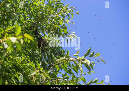 essaim d'abeilles sur une branche d'arbre.Un petit essaim d'abeille sur une branche de cerise dans le jardin près de l'apiaire. Banque D'Images