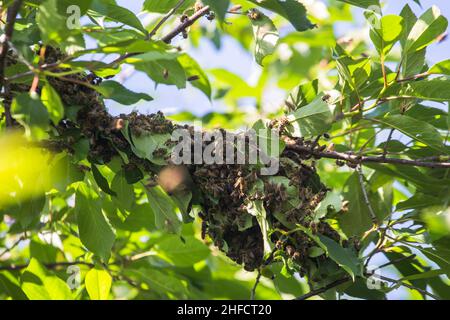 essaim d'abeilles sur une branche d'arbre.Un petit essaim d'abeille sur une branche de cerise dans le jardin près de l'apiaire. Banque D'Images