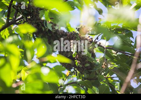 essaim d'abeilles sur une branche d'arbre.Un petit essaim d'abeille sur une branche de cerise dans le jardin près de l'apiaire. Banque D'Images