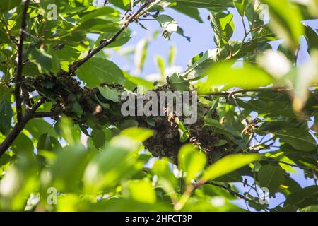 essaim d'abeilles sur une branche d'arbre.Un petit essaim d'abeille sur une branche de cerise dans le jardin près de l'apiaire. Banque D'Images