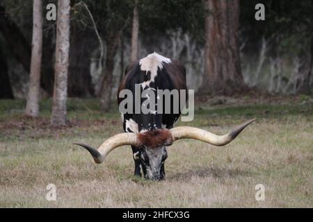 Long Horn Steer quelque part sur une ferme de Floride Banque D'Images