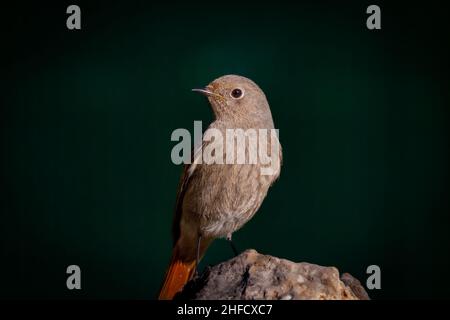 redstart noire femelle (Phoenicurus ochruros) perchée sur une roche à côté d'un ruisseau avec un fond sombre Banque D'Images