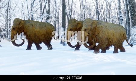 Illustration en 3D d'un troupeau de mammouths de Woolly qui se promoit dans une forêt enneigée. Banque D'Images