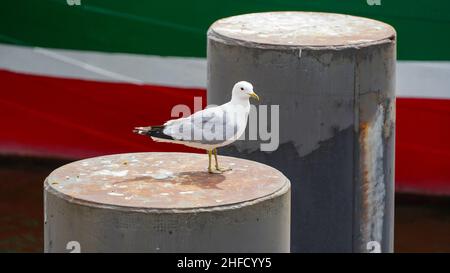 Seagull assis sur la jetée de Hambourg Banque D'Images