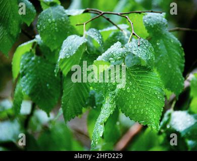 Branche avec feuilles et gouttes de pluie Banque D'Images