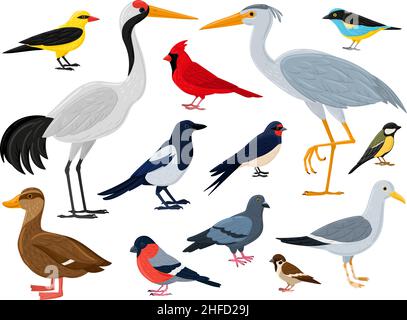 Dessins animés oiseaux volants, grue, canard cardinal rouge et mouette.Ville, bois et animaux ailés marins caractères vecteur jeu d'illustration.La faune européenne Illustration de Vecteur